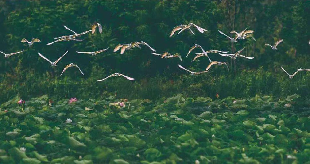 林海荷花节——飞羽湿地 林海观鸟